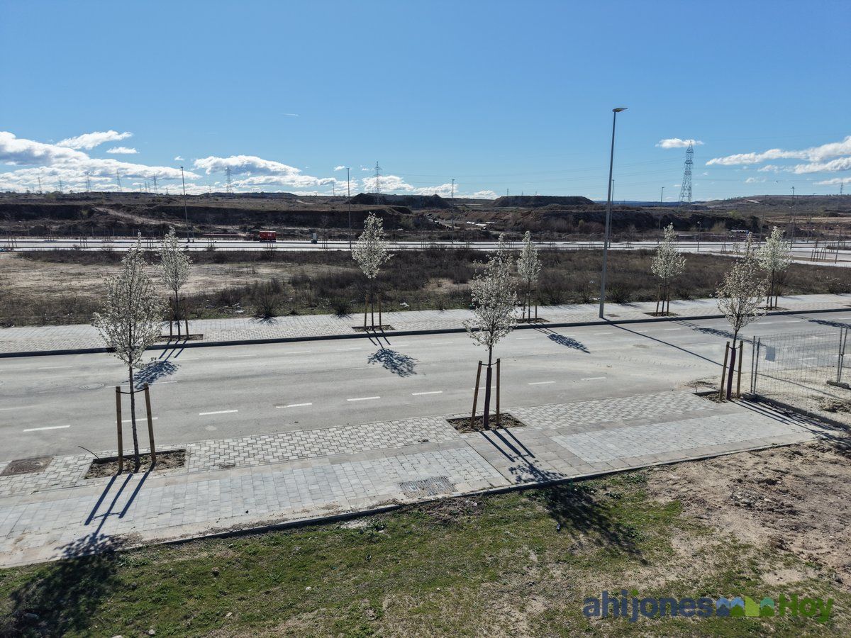 Detalle de aceras, arbolado en flor y farolas